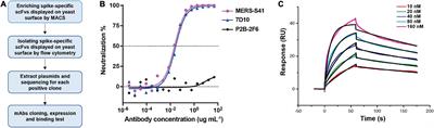 Cryoelectron microscopy structures of a human neutralizing antibody bound to MERS-CoV spike glycoprotein